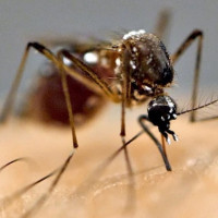 काठमाडौंमा एनआरएनको एकता महाधिवेशन मे ३ देखि हुने