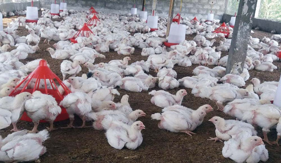 सेयरमा लगानीकर्ताको मनोबल उच्च