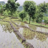 राजनीतिक दल चुनावी दौडधुपमा, किसान गहुँ काट्न खेतमा