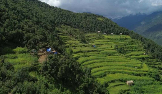 मकै जोगाउन रातदिन चौकीदारी