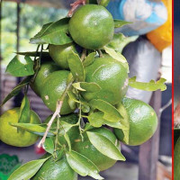 रोसीको बबन्डर : जहाँ खानी र क्रसर त्यहाँ समस्या