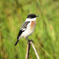 सङ्घीय निजामती विधेयक : सहसचिवमा छड्के प्रवेशको माग