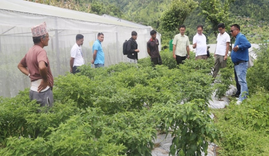 धुल्लुबाँस्कोटमा कृषि ज्ञान केन्द्र बागलुङको अनुगमन