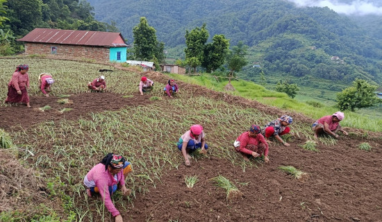 माटो बिग्रन नदिनका लागि कानुनी व्यवस्था छैन : कृषि विभागका महानिर्देशक
