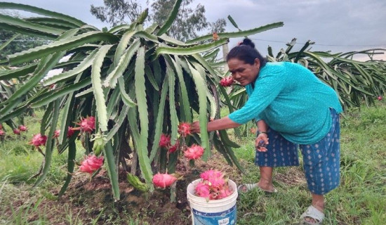 प्रतिनिधिसभा बैठक जारी (प्रत्यक्ष प्रसारण)
