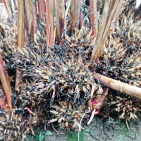 मतदाता शिक्षा कार्यक्रमको अभाव : बदर मत प्रतिशत  धेरै हुने सम्भावना