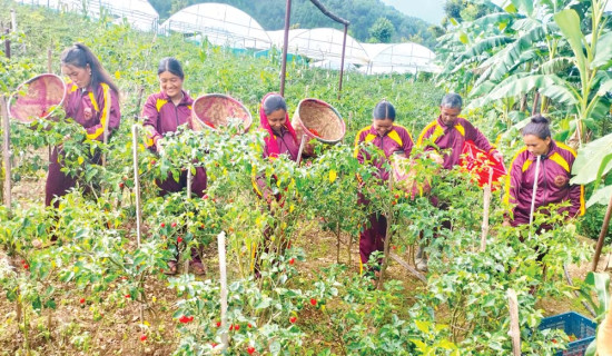 भूकम्प क्षेत्रमा सुत्केरीको बिजोग