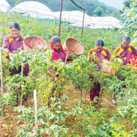 अन्तरदेशीय पाइपलाइन आयोजना :  बजेट अभावमा काम अगाडि बढेन