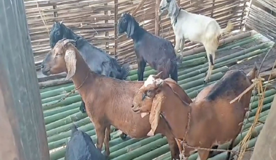 हायु परिवारलाई सहयोग जुट्दै
