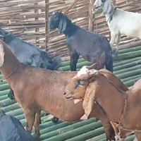 यस्तो छ आजको सागसब्जी र फलफूलको थोक मूल्य