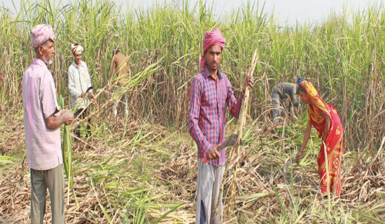 कृषि उत्पादन तथा नियन्त्रण प्रणाली कार्यान्वयनमा