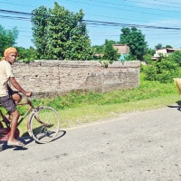 जाकाराण्डा फुलेपछि सुन्दर बनेका सडक  (फोटो फिचर)