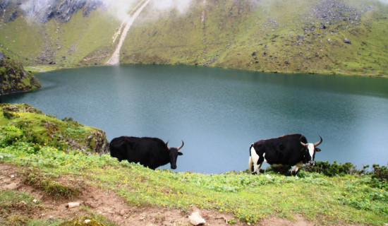 कोसीको सिमसार सुक्दै