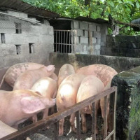 झिनियाँको माग थेग्नै मुस्किल