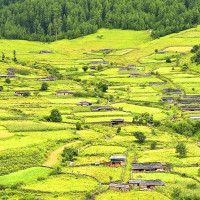 विषादी सेवनबाट एकको मृत्यु, ६ जना घाइते