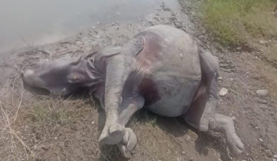 कावासोतीमा पोथी गैँडा मृत भेटियो