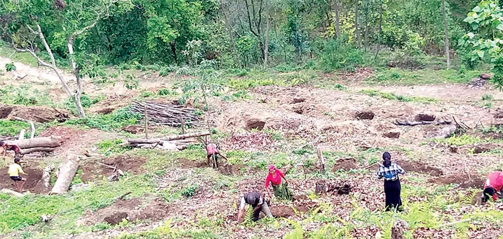 बर्सेनि बढ्दै बाँझो जग्गा