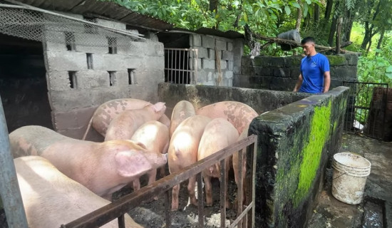 आम्दानीको राम्रो स्रोत बन्यो बङ्गुर पालन