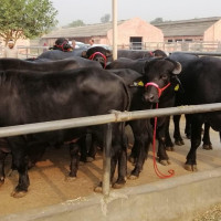 काँग्रेसको सङ्कल्पपत्रमा  पचास हजारलाई रोजगारी