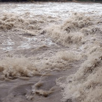 अफ्रिकन स्वाइन फिबरबाट पनौतीमा छ सय बङ्गुर मरे