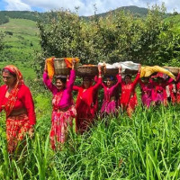 बाजुरामा अत्यावश्यक बाहेकका सबै सेवा बन्द
