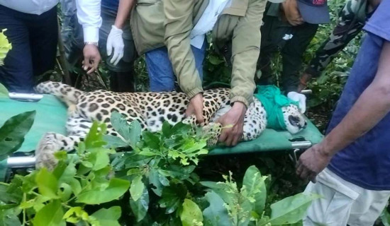 समस्याग्रस्त वन्यजन्तु :  दुई सय तेह्र नियन्त्रणमा