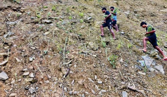 पहिरो रोक्न बायो इन्जिनियरिङ प्रविधि अपनाइयो