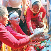 पाँच प्रदेशमा फैलियो ‘लम्पी स्किन’