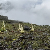 अध्यक्ष प्रचण्डद्वारा दक्षिण एसियाली शारिरिक सुगठन प्रतियोगिता विजेता खेलाडीलाई बधाई