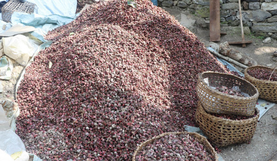 अलैँचीको मूल्य चार हजारले घट्यो