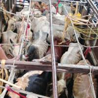 प्रधानमन्त्रीले विश्वासको मत लिँदै (प्रत्यक्ष प्रसारण)