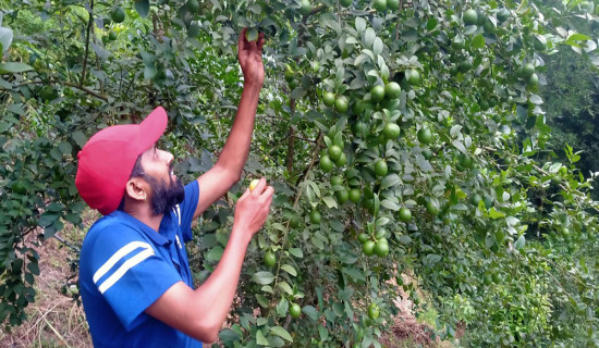 बाँझिएकोे जमिनलाई फाँडेर रहरलाग्दो कागतीखेती