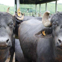 तस्बिरमा ज्येष्ठ नागरिक (फोटो फिचर)