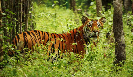 बाघ देखिएपछि बस्तीमा सतर्कता अपनाउन आग्रह