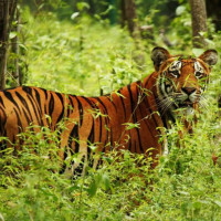कर्मचारीतन्त्रमा संरचनागत सुधारको खोजी