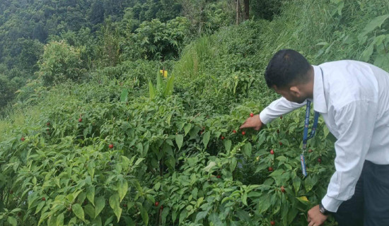 ऋषिङमा २५ जना किसानद्वारा अकबरे खेती