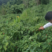 मुख्यमन्त्री पोखरेल र भारतीय कार्यवाहक राजदूतबीच भेट