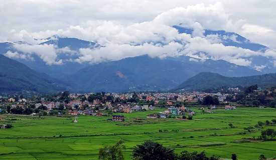 टारीखेतमा हुर्किदै गरेको धानबाली