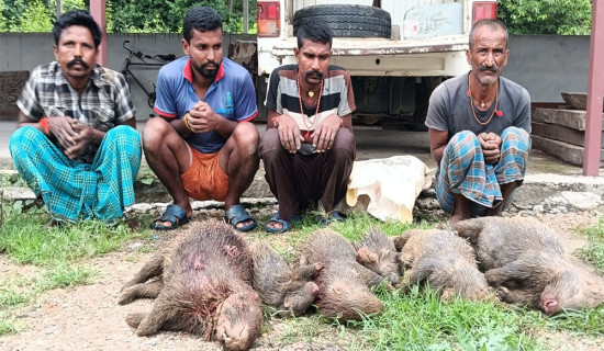 दुम्सी सिकार गर्ने चार जना विरुद्ध वन मुद्दा दायर