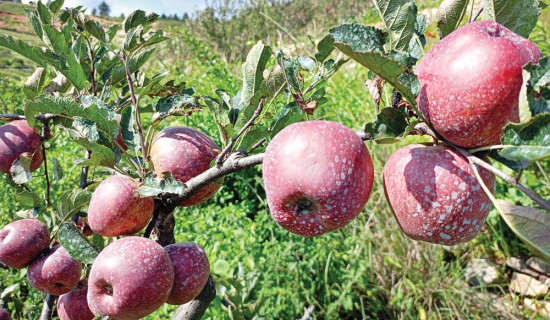 अन्तर्राष्ट्रिय बजारको खोजीमा जुम्ली स्याउ