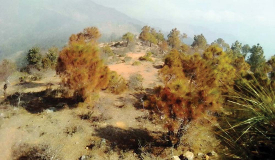 अर्थमन्त्रीले संविधान नपढी बजेट ल्याउँछन् : नेता खनाल