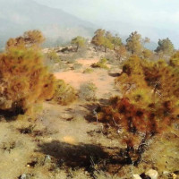 पशुपन्छी विकासका लागि अन्तर्राष्ट्रिय साझेदारी