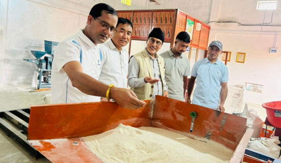 मुसिकोटे पोषिलो आटो बजारमा
