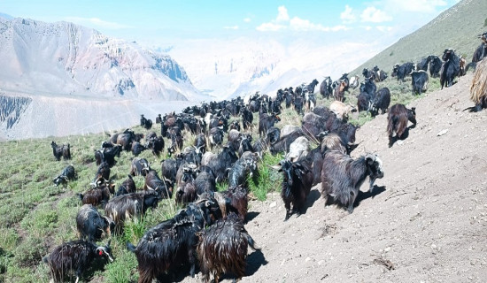 दशैँका लागि मुस्ताङबाट १२ हजार भेडाच्याङ्ग्रा बाहिरिने