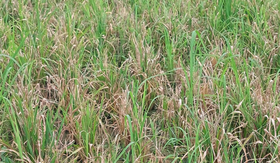 धान बालीमा मरुवा रोग लागेपछि किसान चिन्तित