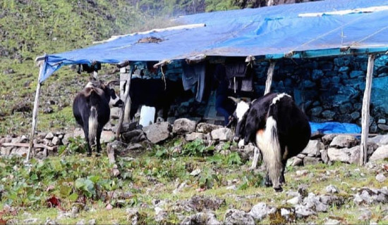 जलवायु परिवर्तनले चौँरीपालन व्यवसाय सङ्कटमा