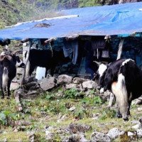भारत जाने श्रमिकलाई व्यवस्थित गरिँदै