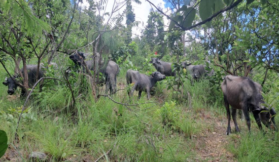 खोटाङमा व्यावसायिक राँगापालन
