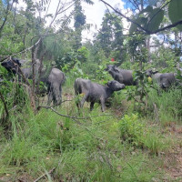 ऋषिङमा २५ जना किसानद्वारा अकबरे खेती