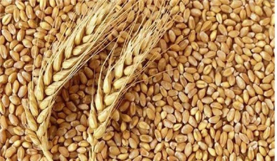चालिस हजार मेट्रिक टन गहुँ आयात गर्न प्रस्ताव